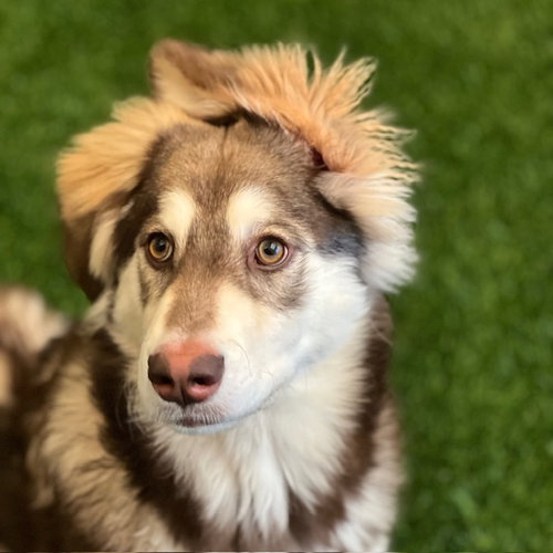 ALEXI THE PUPPY! - Alaskan Malamute available for adoption