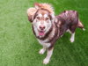 Alexi the Puppy! - Photo 3