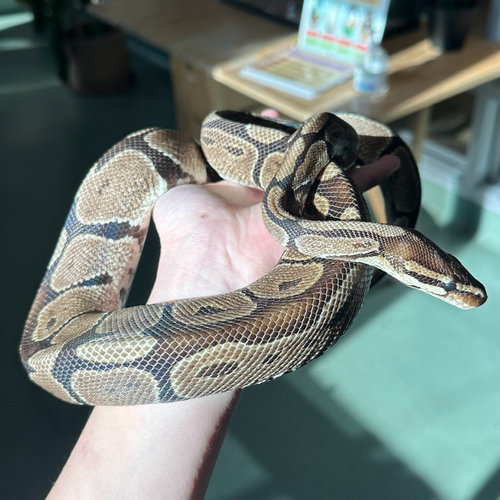 RIGATONI - Ball Python available for adoption