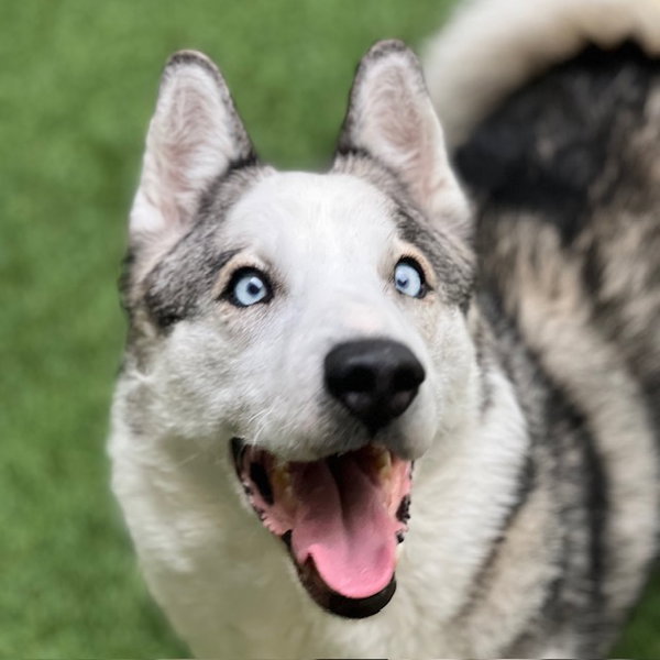 Max