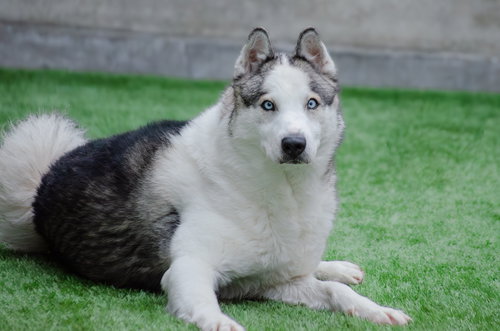 MAX - Siberian Husky available for adoption