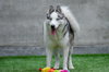 Max - Photo 2