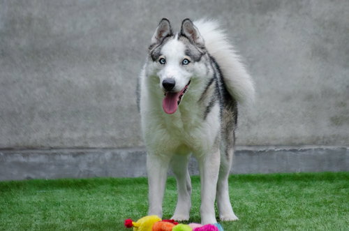 MAX - Siberian Husky available for adoption