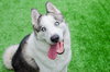 Max - Photo 3