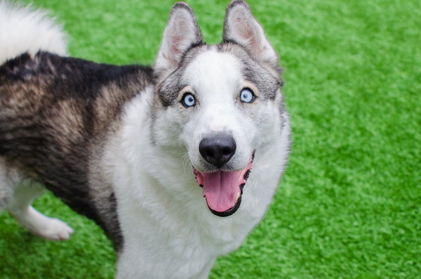 Max