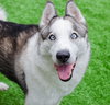 Max - Photo 1