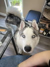 Max - Photo 4