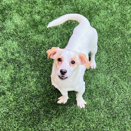PERLA - Terrier available for adoption