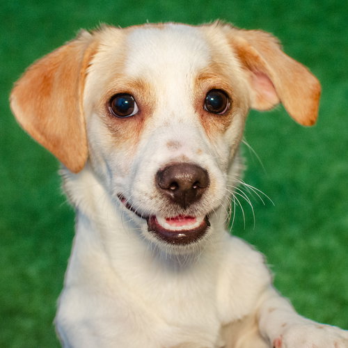 PERLA - Terrier available for adoption
