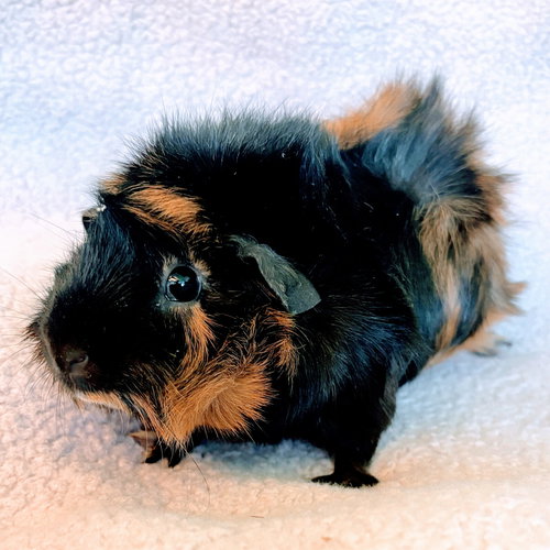 TOFFEE (F) - Guinea Pig available for adoption