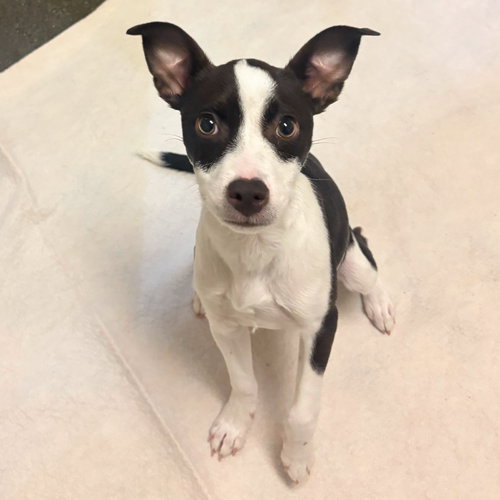 HELEN THE PUPPY! - Chihuahua available for adoption