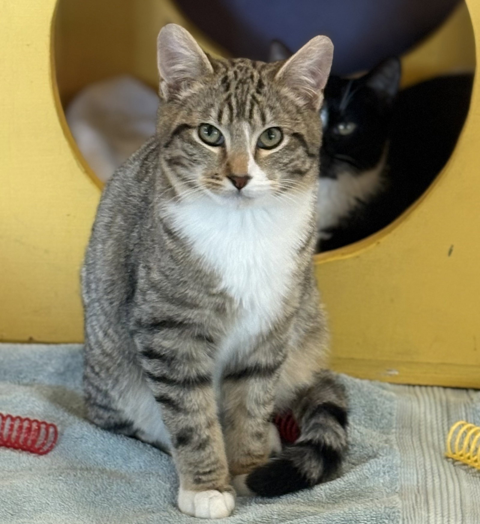 Simon Image