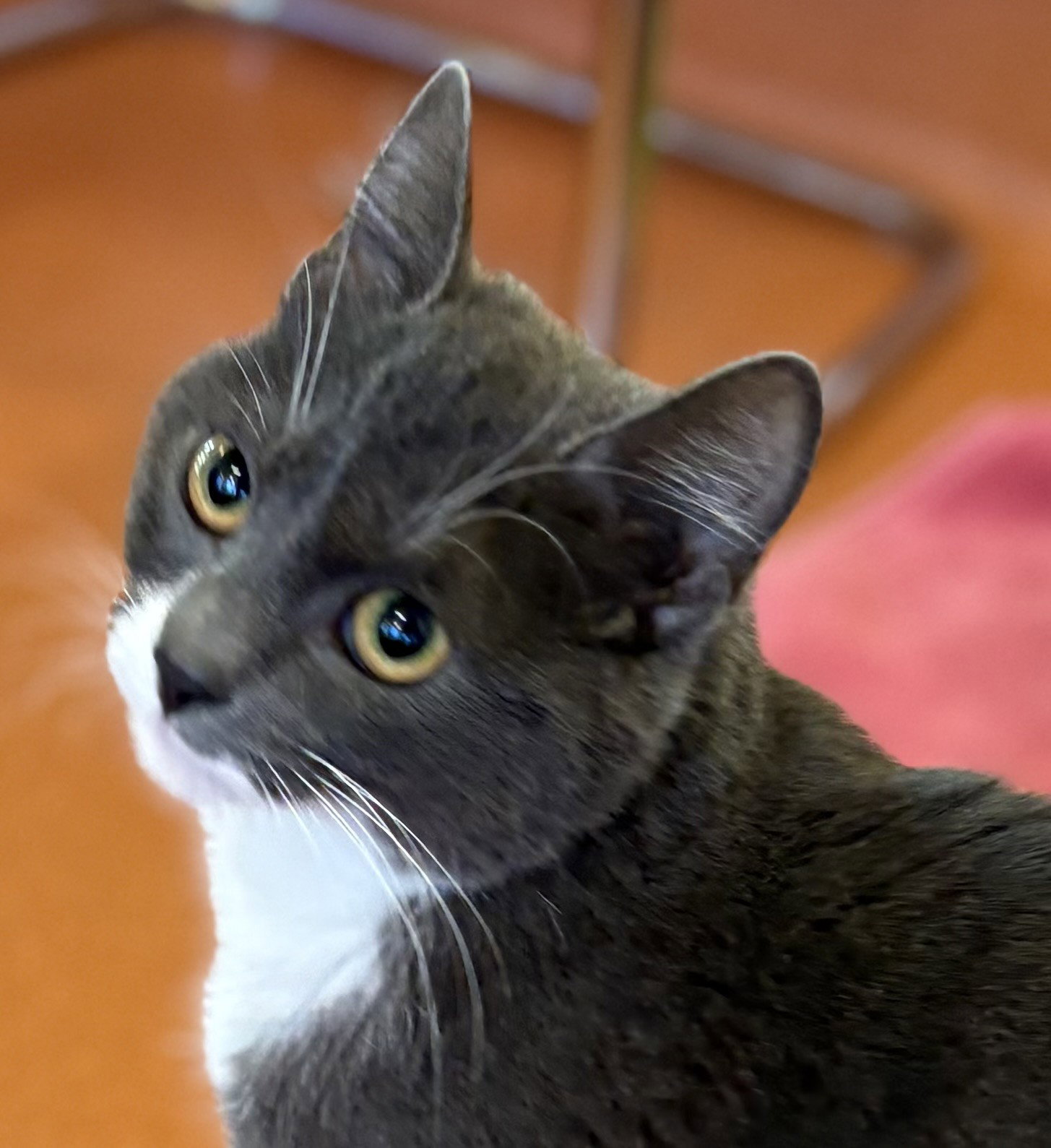 Bella Image