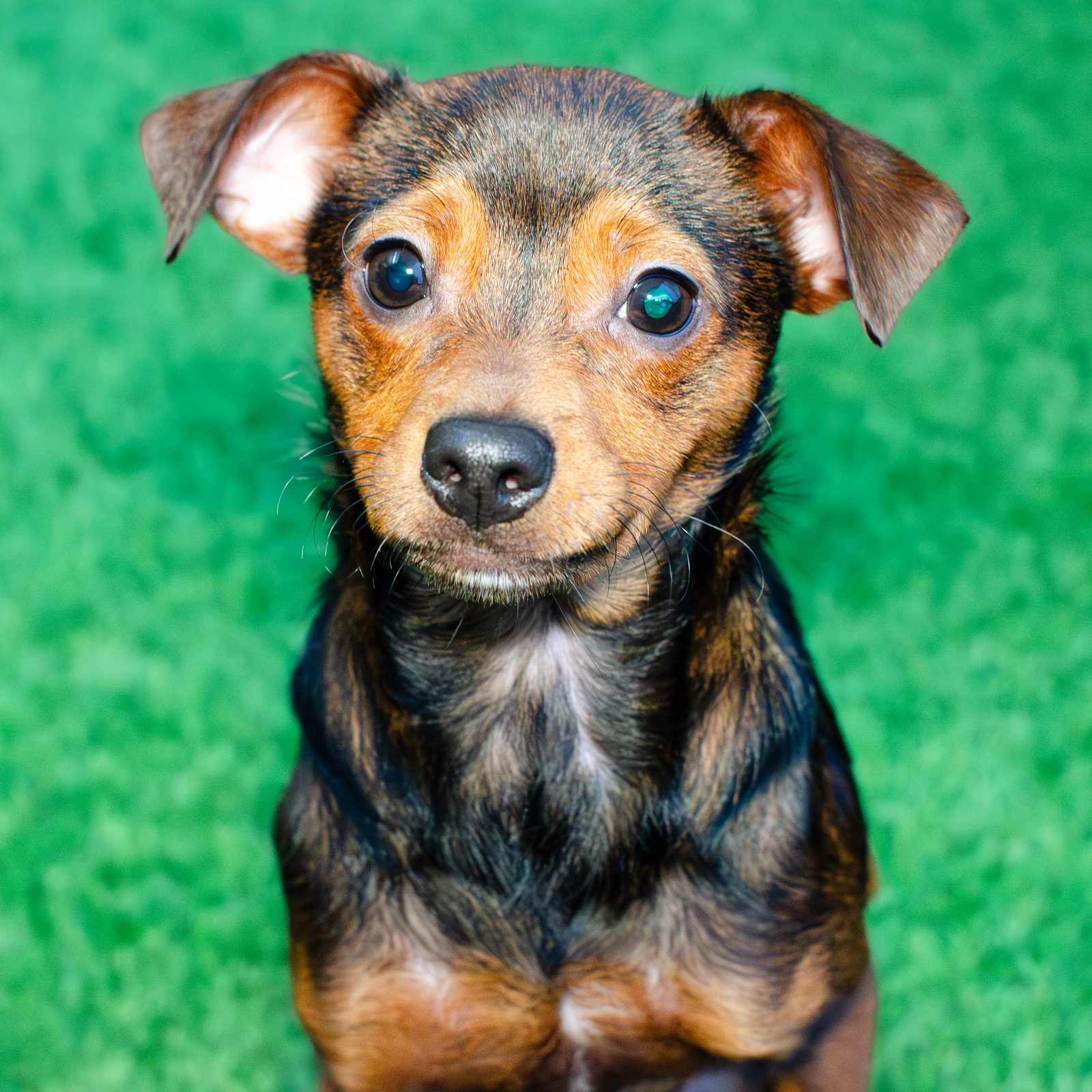 Gordo the Puppy!