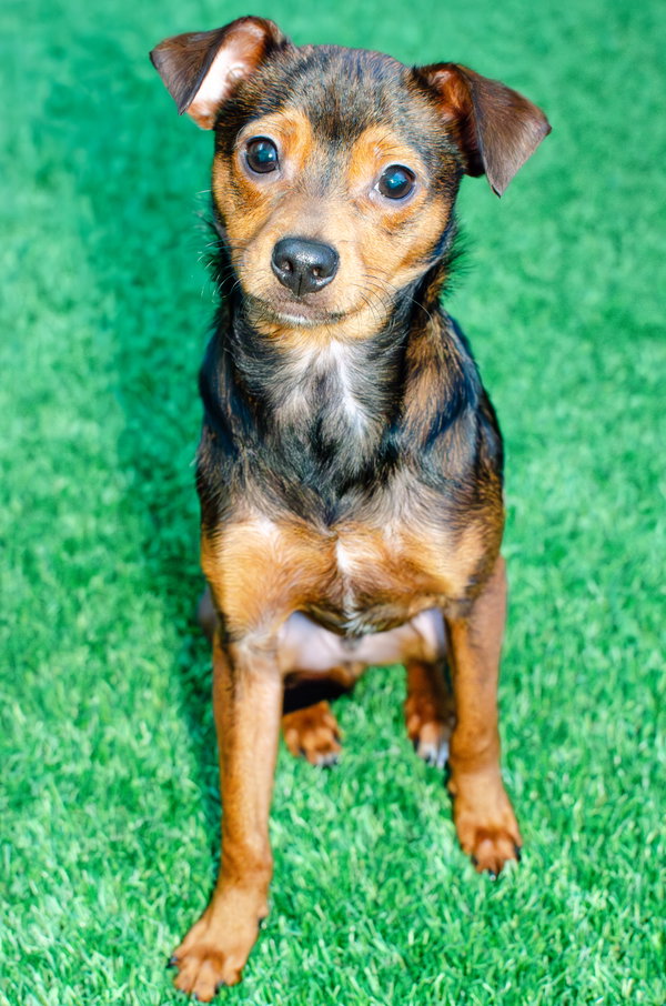 Gordo the Puppy!