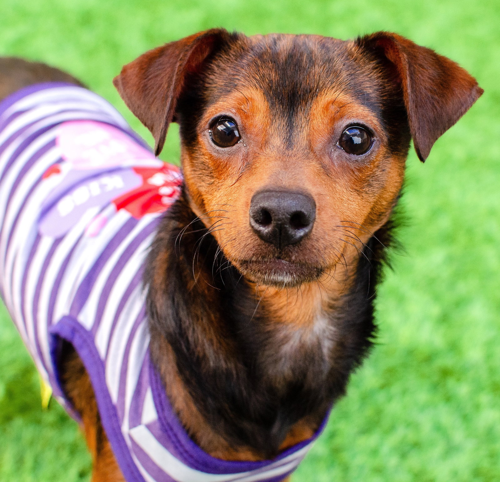 Gordo the Puppy! Image