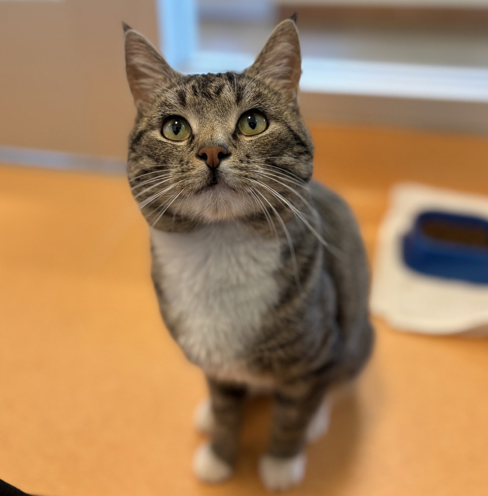 Micho Image