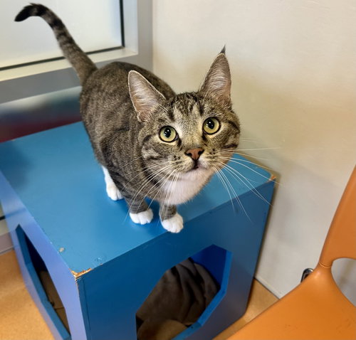 Micho, Adult Domestic Short Hair / Tabby (short coat), cat for adoption in Oakley, California