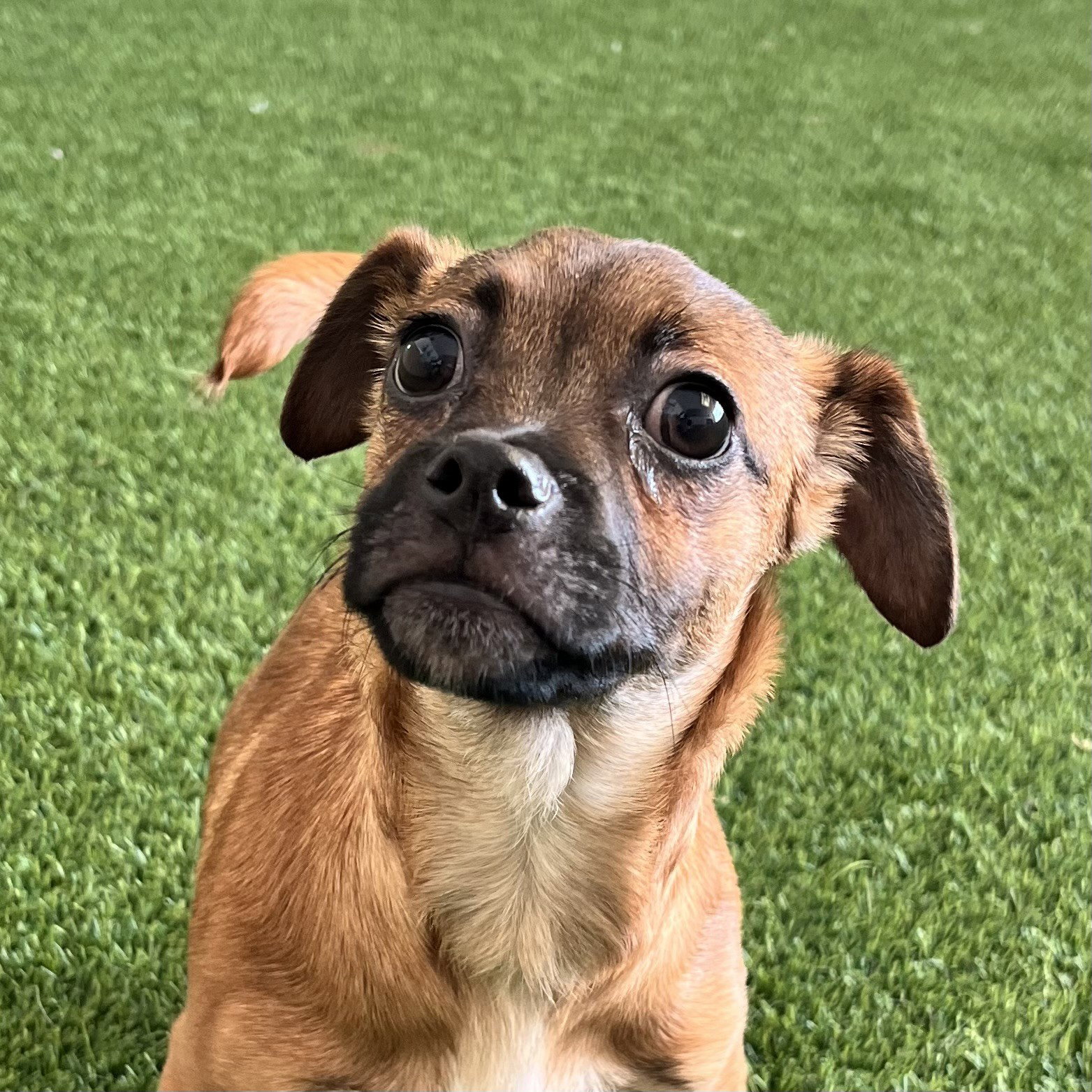 Linzer the Puppy! Image