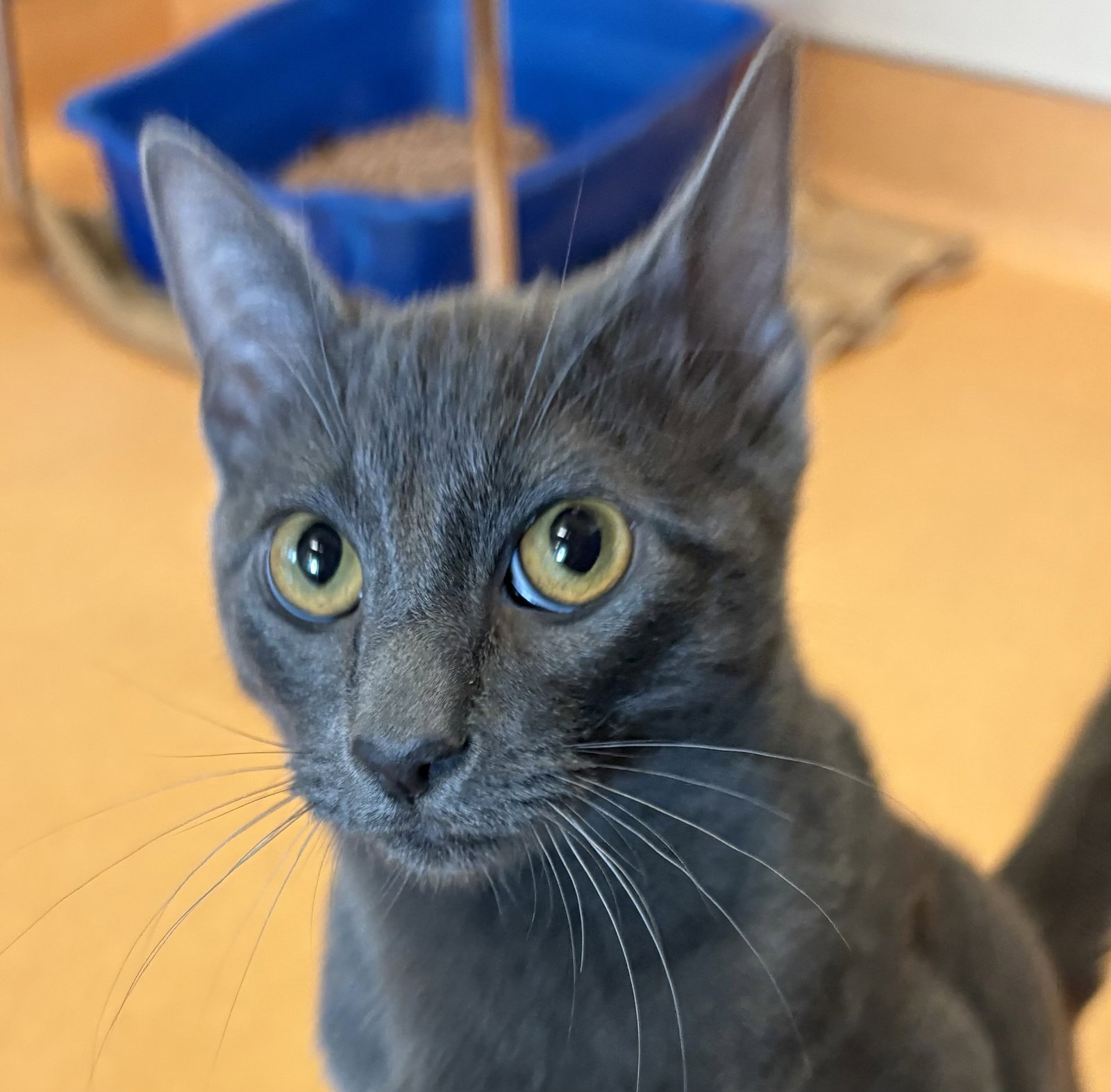 Sammy Image
