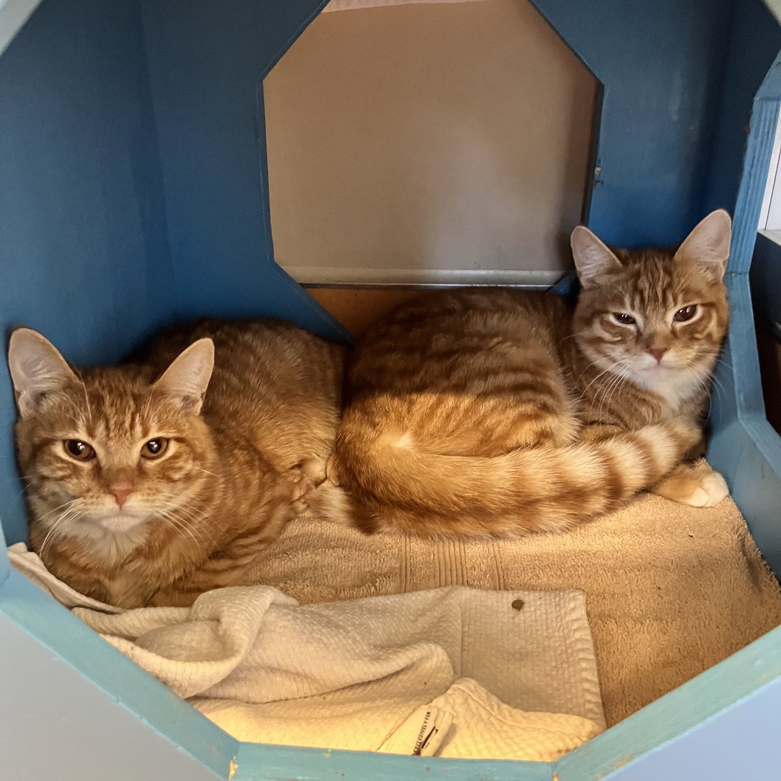 Milo & Oliver Image