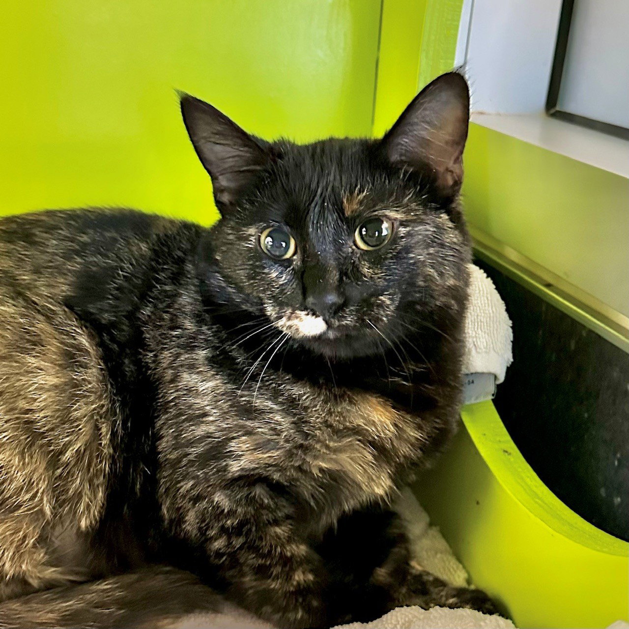 Libby Image