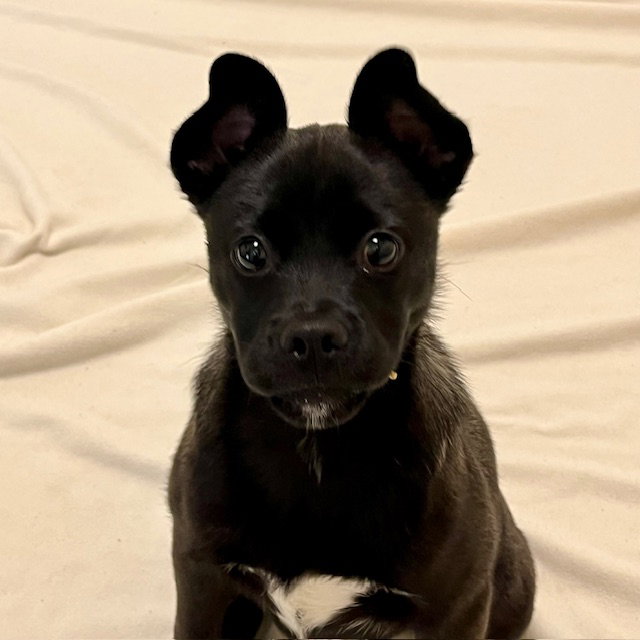 Liora the Puppy! Image