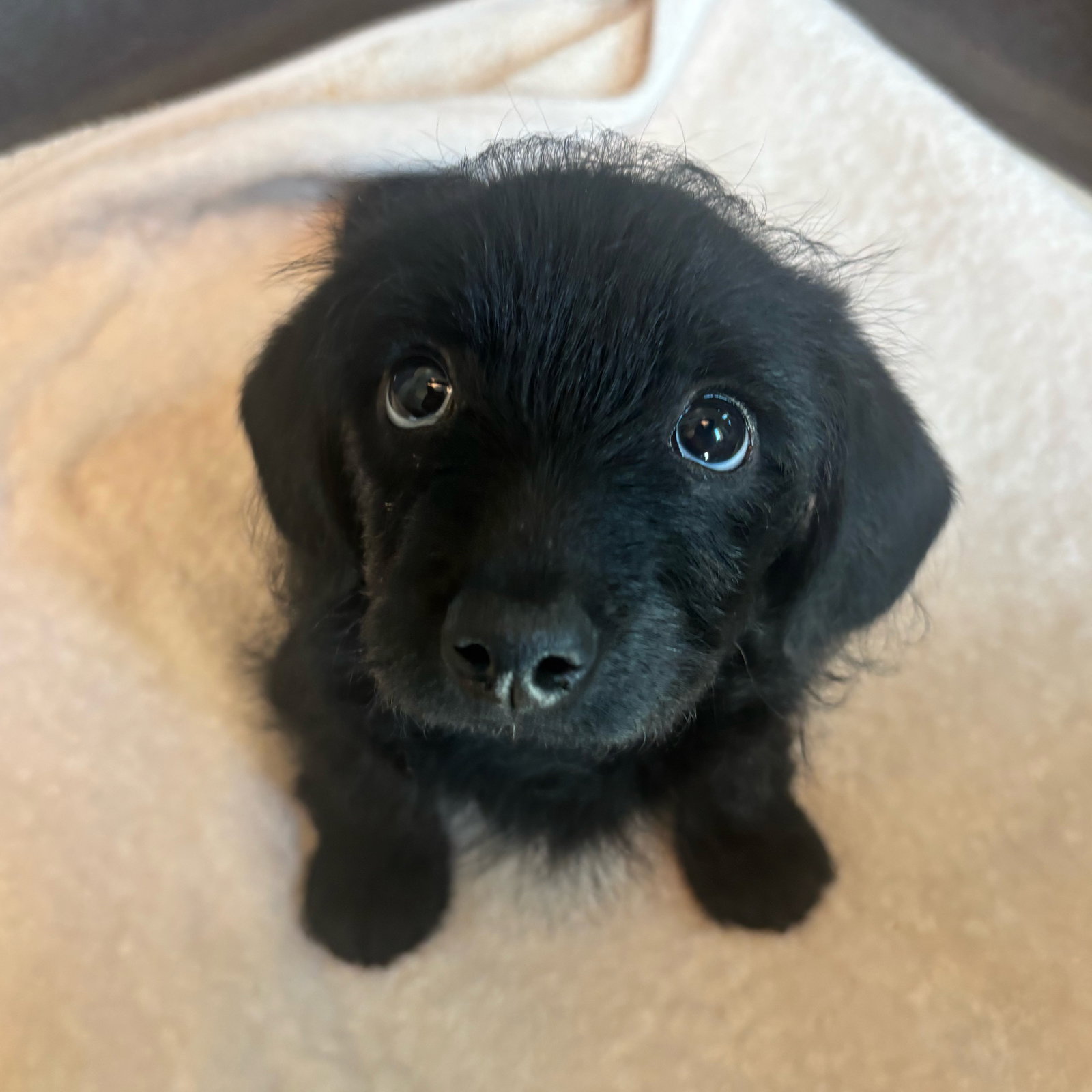 Fidel the Puppy! Image