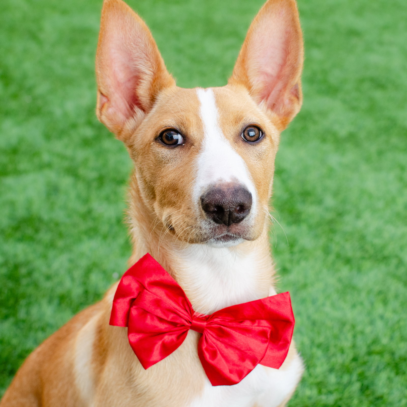 Leo the Puppy! Image