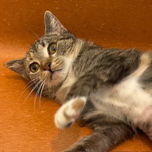 JINX - Domestic Short Hair available for adoption
