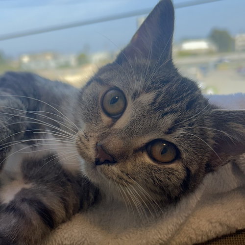 JINX - Domestic Short Hair available for adoption
