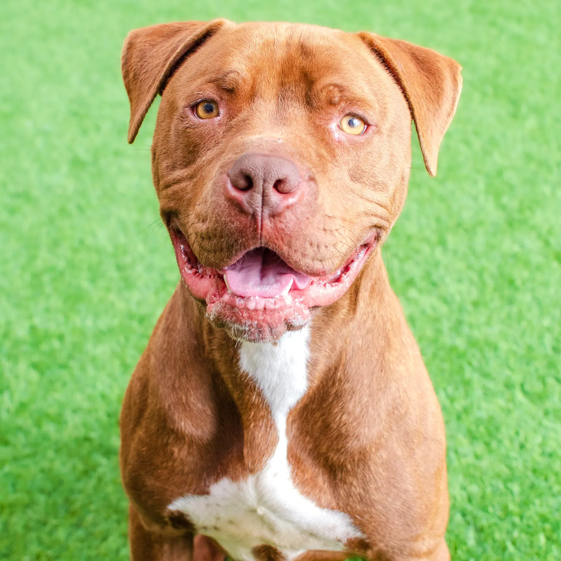 Bobby - Pit Bull Terrier