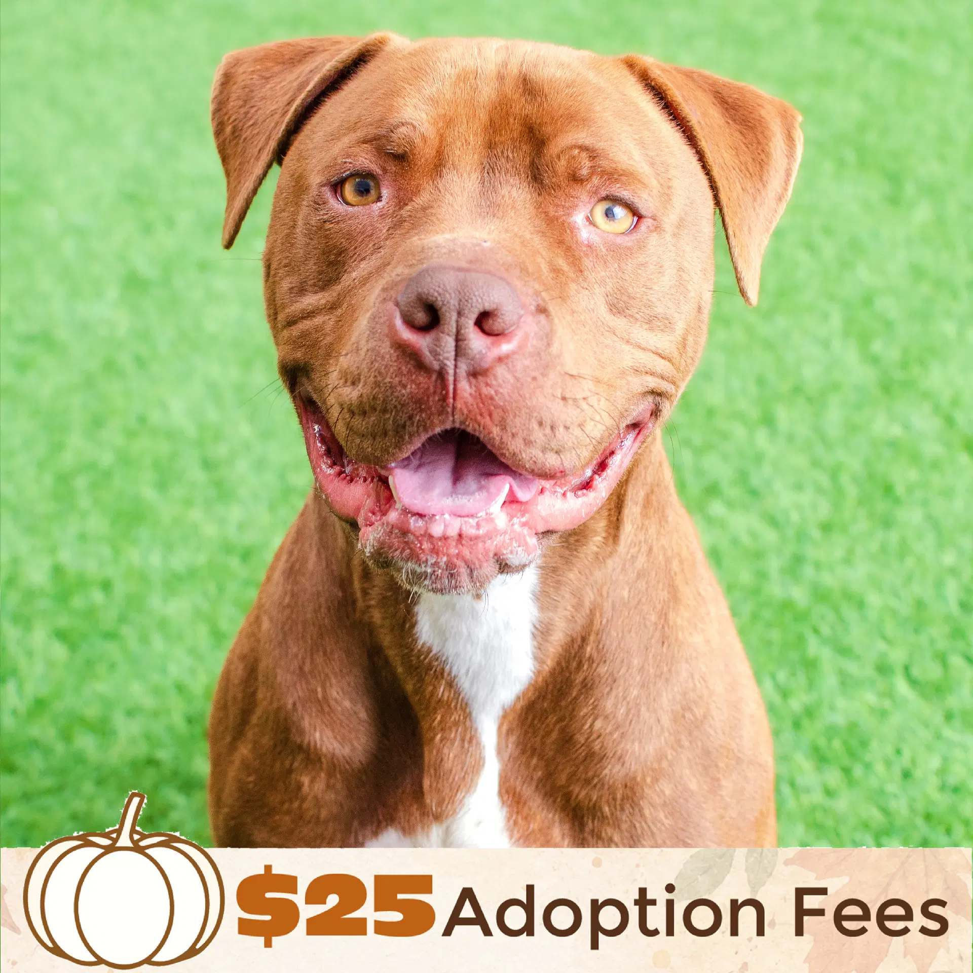 Bobby - Pit Bull Terrier