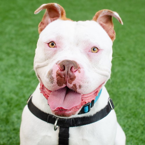 Miklo, an adoptable Pit Bull Terrier in Burlingame, CA