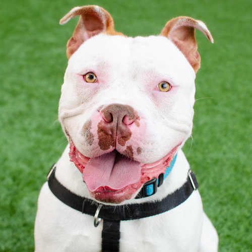 Miklo, an adoptable Pit Bull Terrier in Burlingame, CA