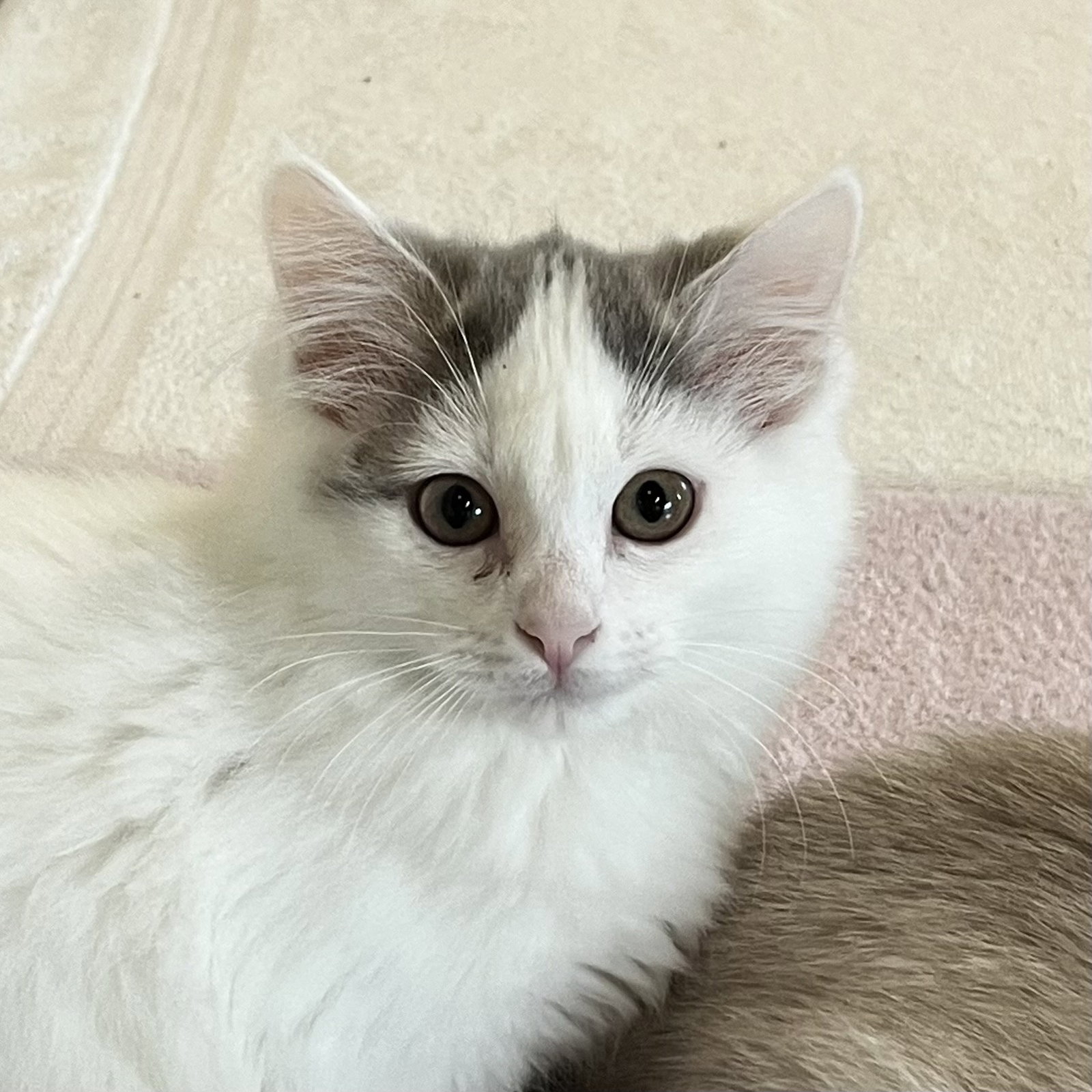 Tina Image