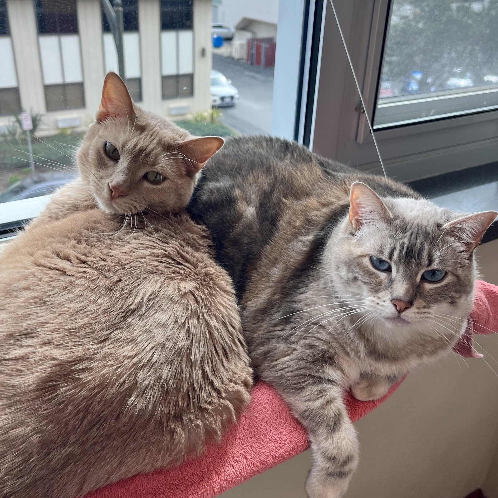 Lynk & Candy Image