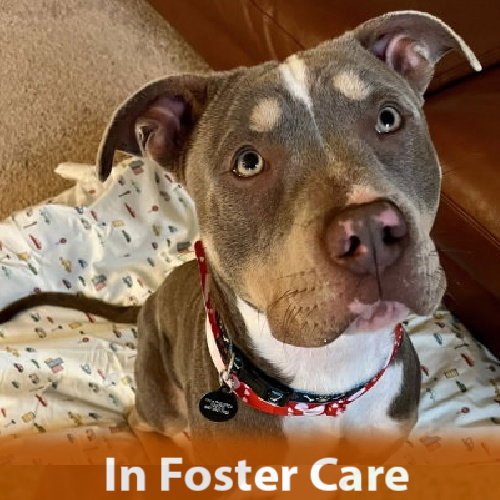 Sugarplum, an adoptable Pit Bull Terrier in Burlingame, CA