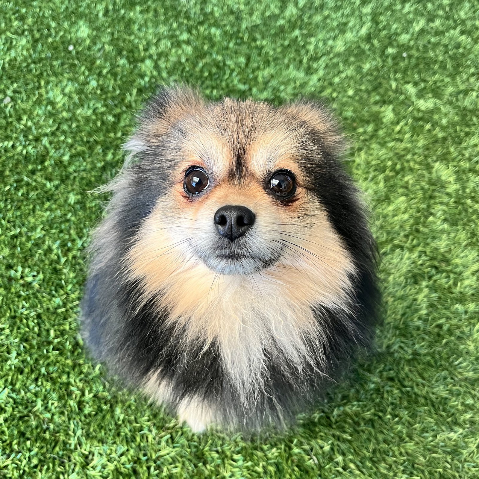 Rocco Image
