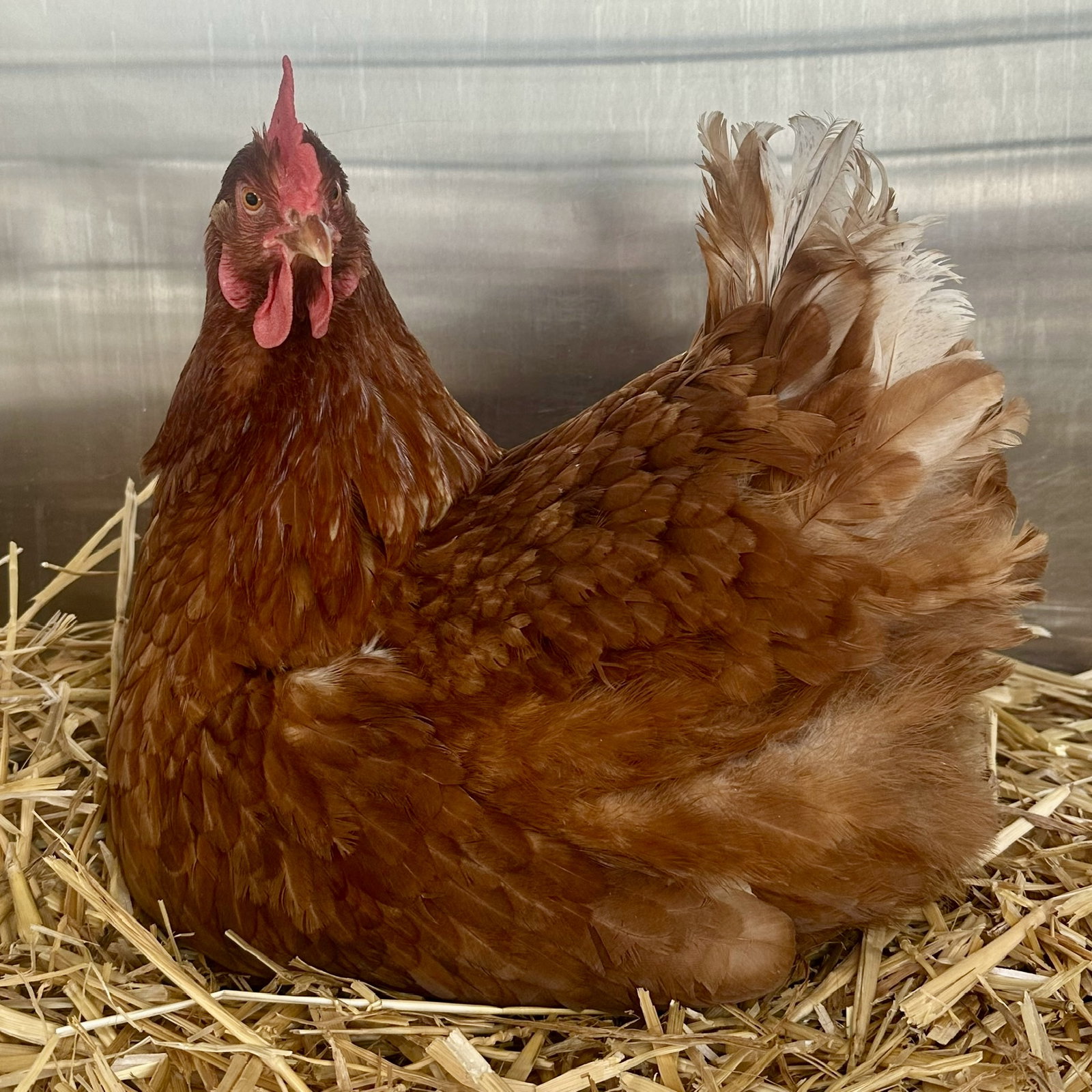 Hens! Image