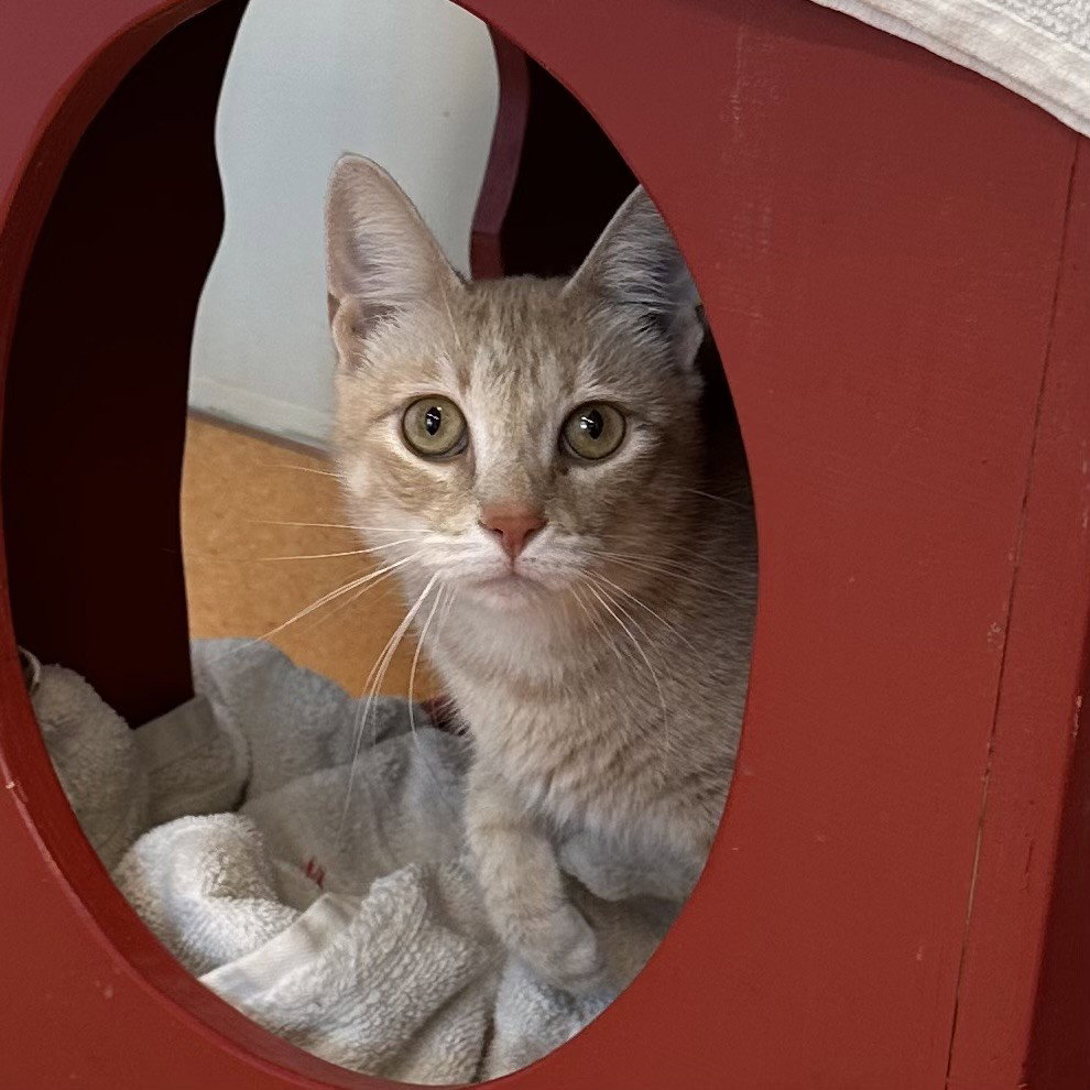 Ramona Image