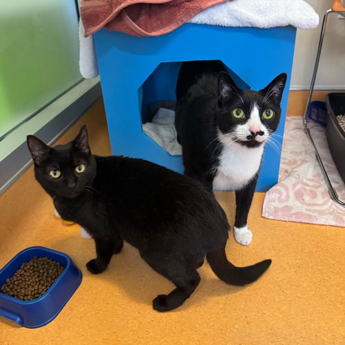 Abraham & Chris, an adoptable Domestic Short Hair in Burlingame, CA