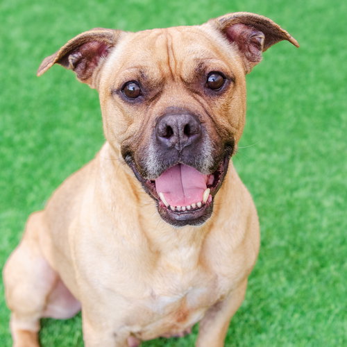 Basil, an adoptable Bulldog in Burlingame, CA