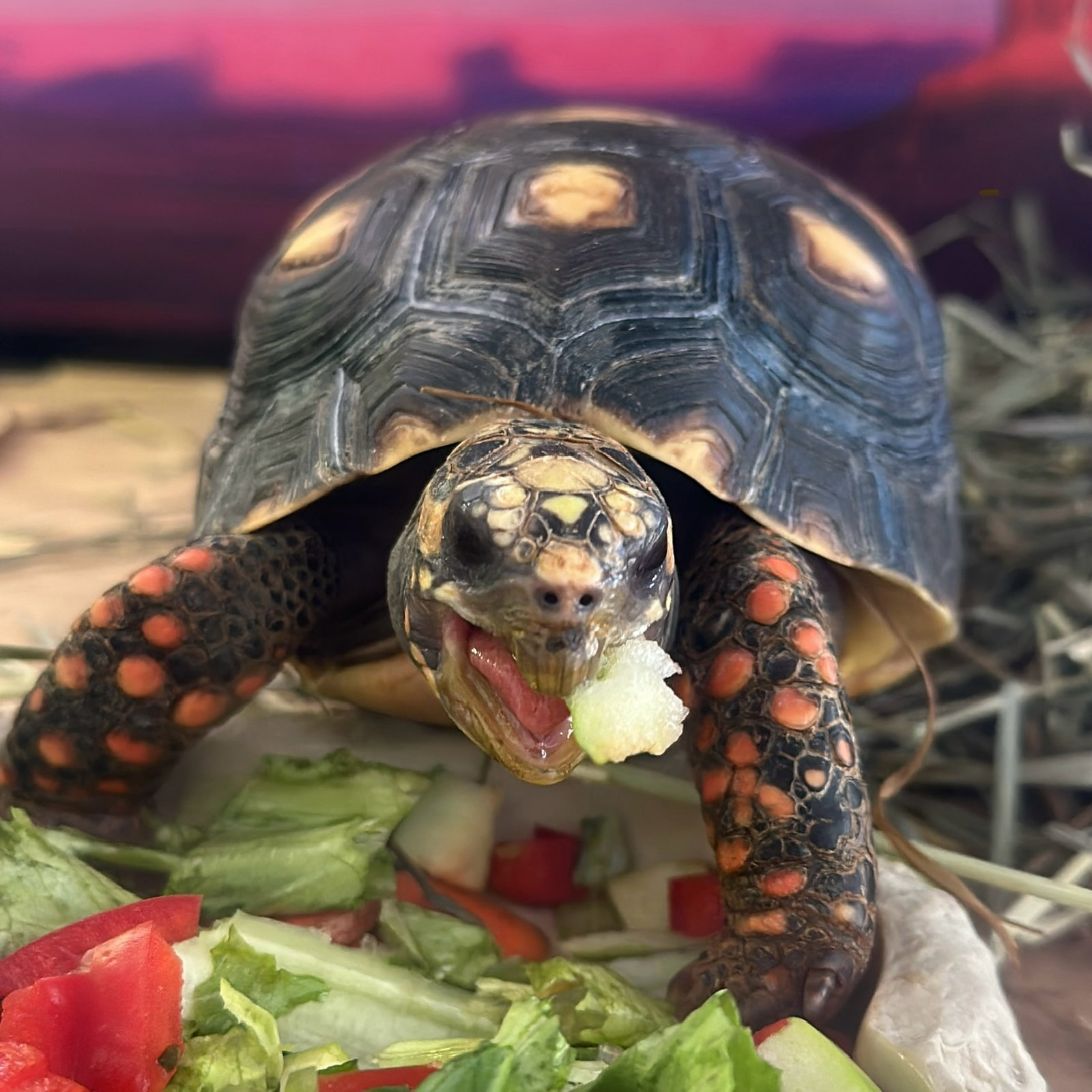 Tortellini Image