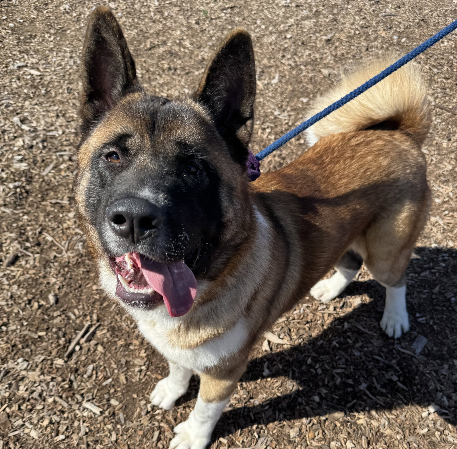 Akita