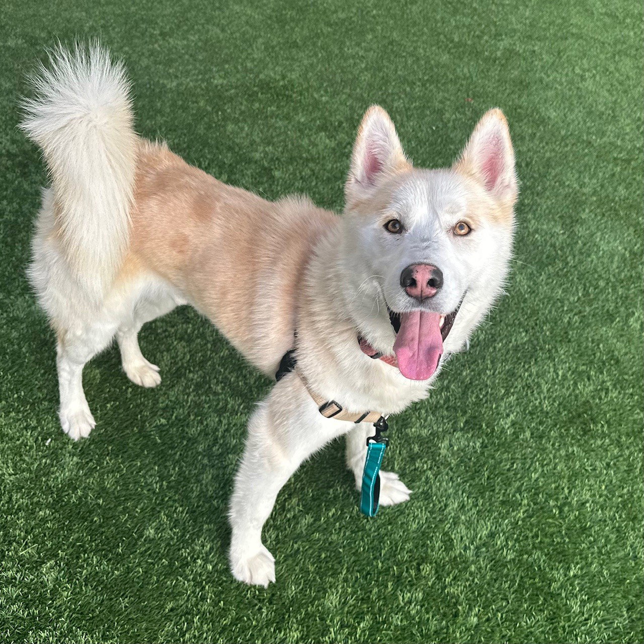 Siberian Husky
