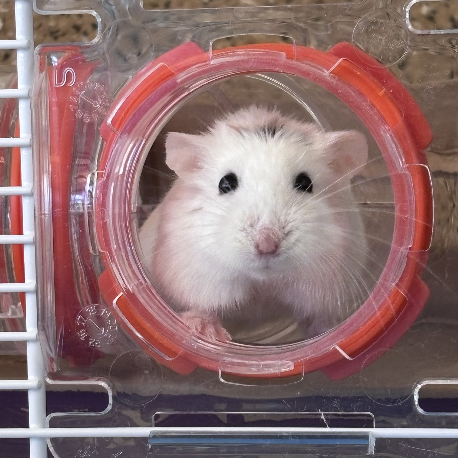 Megan Thee Hamster Image