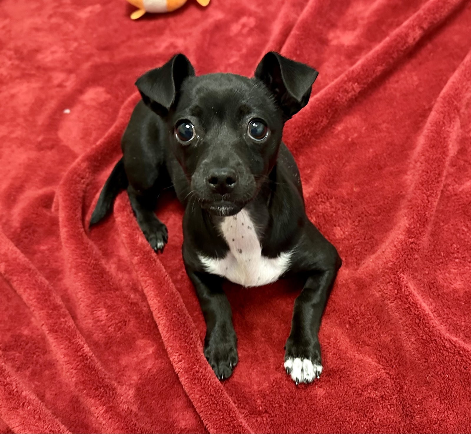 Dottie the Puppy! Image