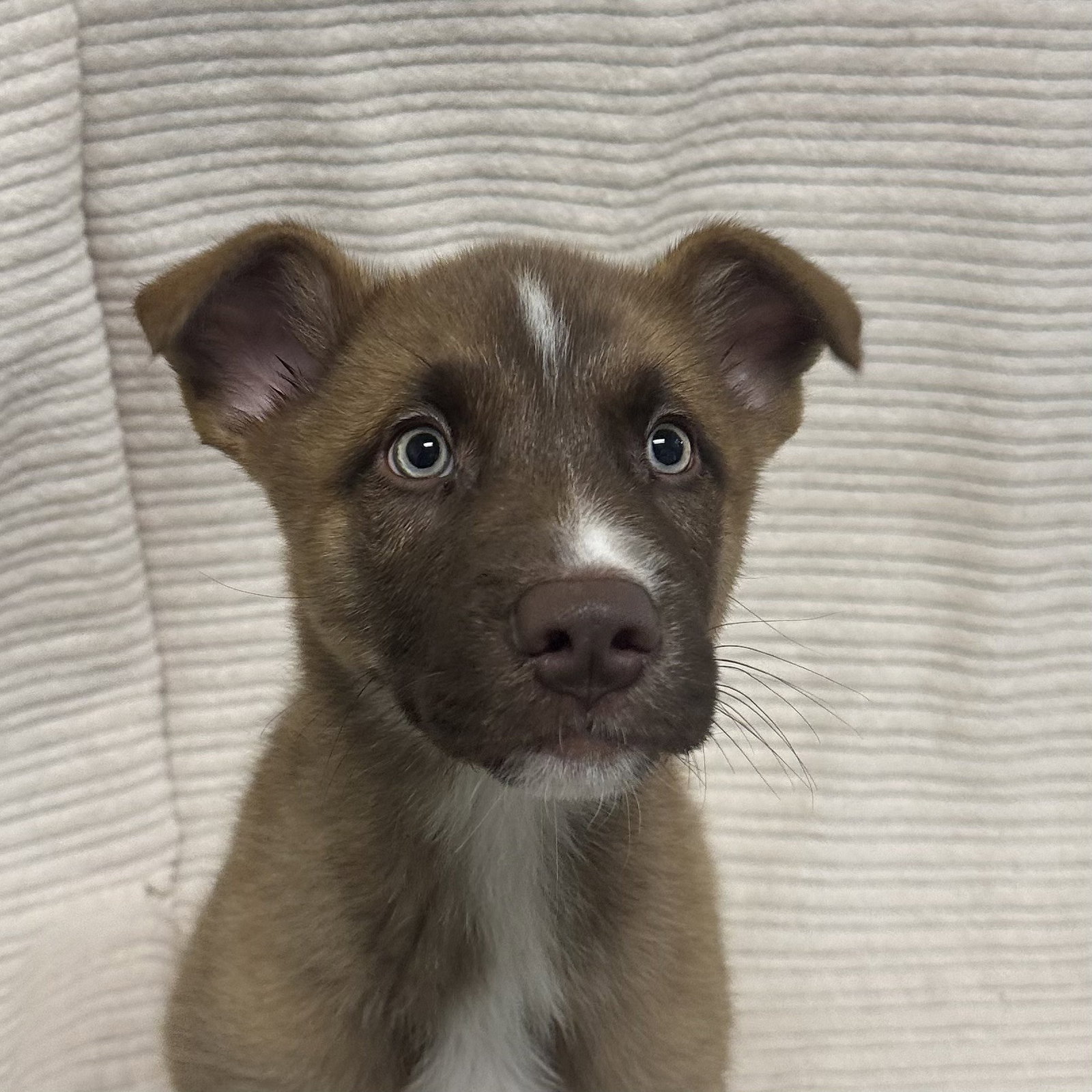 Theodore Image