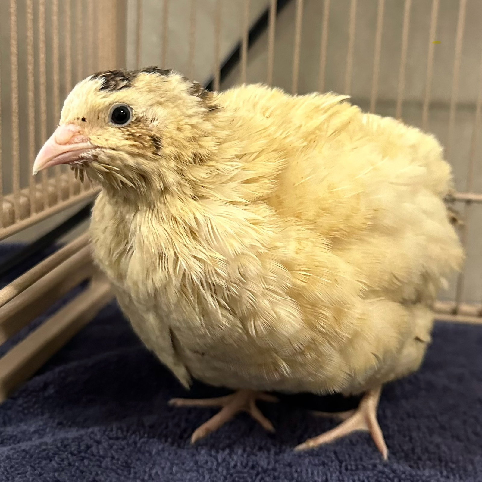 Scout (lays eggs!) Image